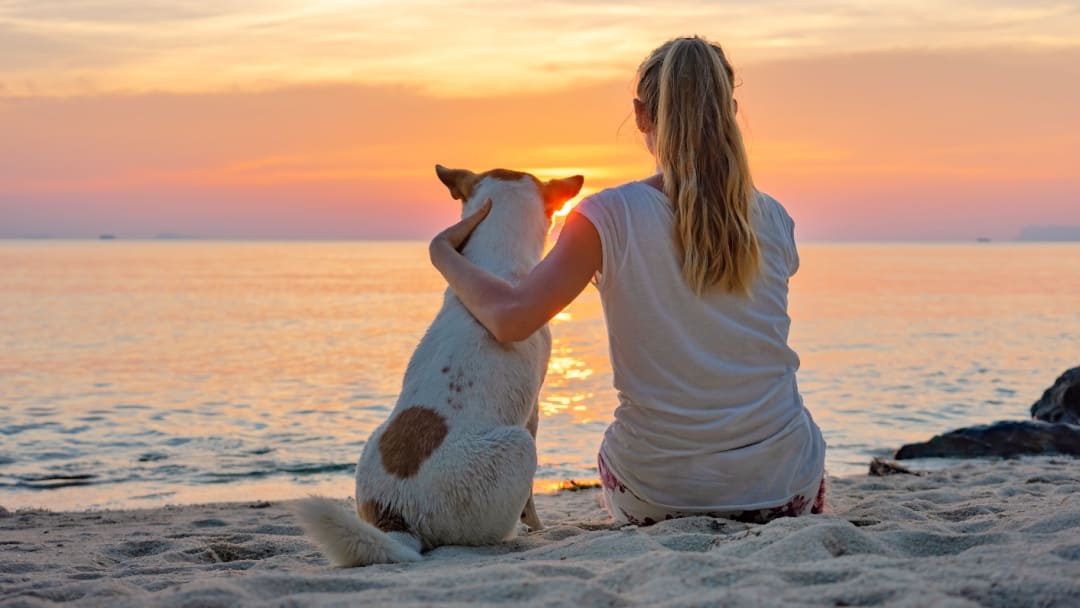 Quando si possono portare i cani in spiaggia?