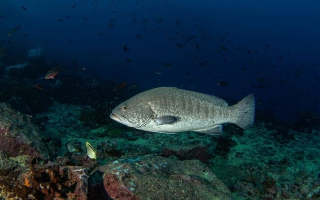 Cosa mangia la cernia?