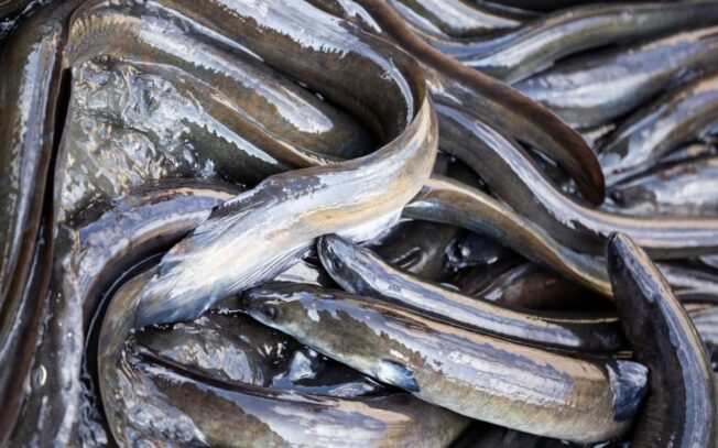 Come cucinare e pulire l’anguilla?