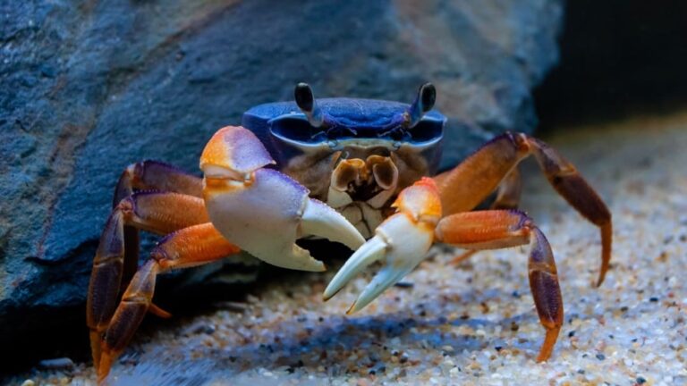 Bilancia Armonica Tonda Grande – Rete Per Pesca Granchi Gamberi E Pesci – Bilancina Da Mare