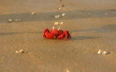Come respirano i granchi?