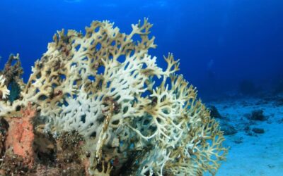 Che cos’è l’acidificazione degli oceani?