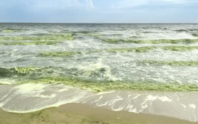 Perché l’acqua del mare diventa verde?