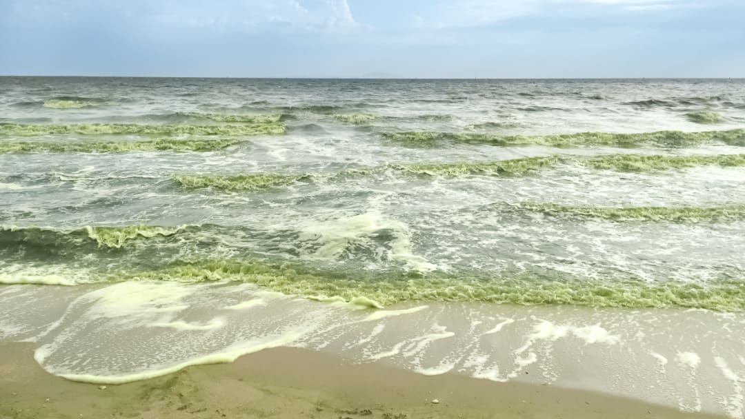 Perché l’acqua del mare diventa verde?