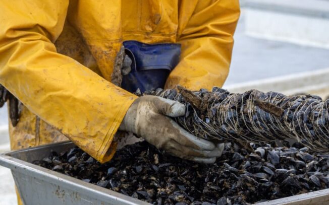 Quali sono gli arnesi per la pesca di molluschi?