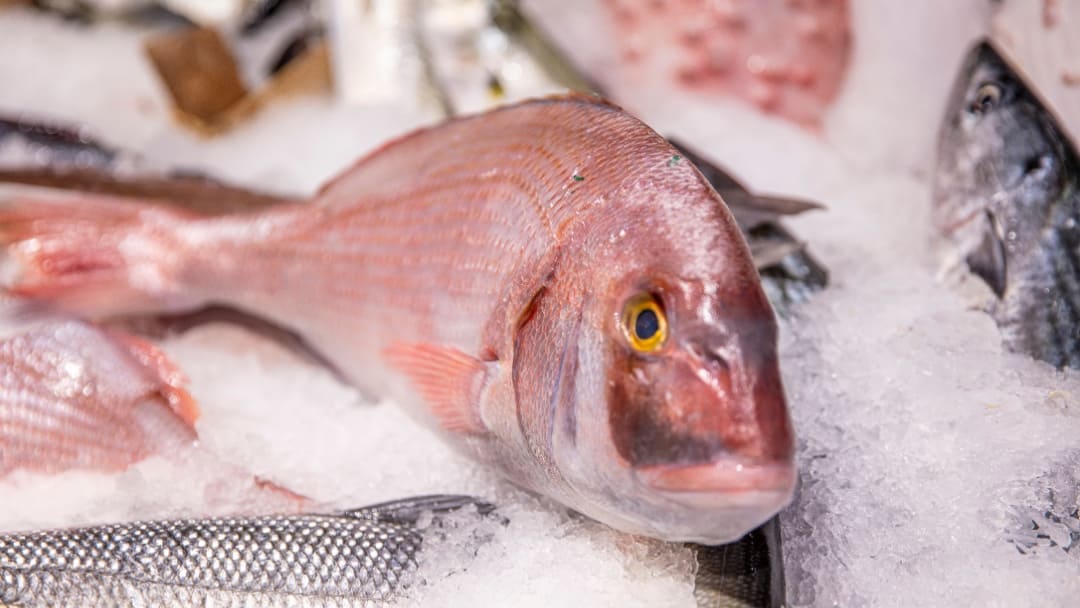 Pagro o dentice, differenze e somiglianze, Sparidi