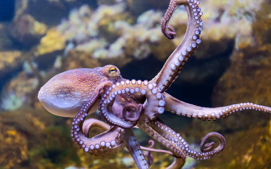 Come sono gli occhi del polpo?