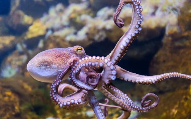 Come sono gli occhi del polpo?