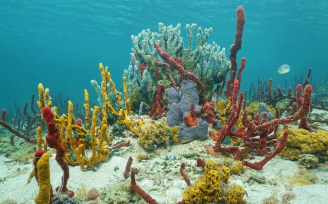 Cosa sono gli organismi sessili?