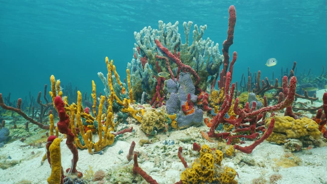 Organismi-sessili Definizione organismi sessili, esempi, coralli e spugne