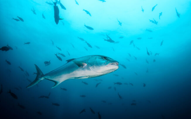 Quale pesce non contiene nichel?