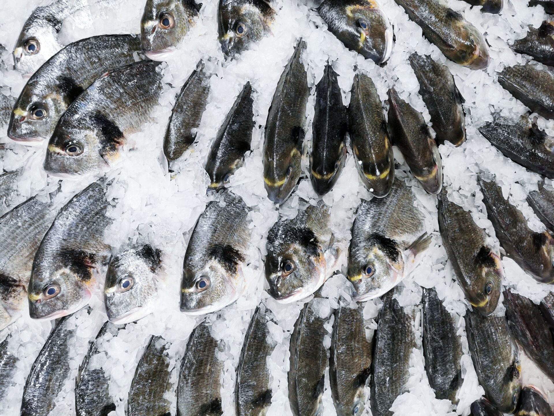 Cosa fare quando il pesce odora di ammoniaca