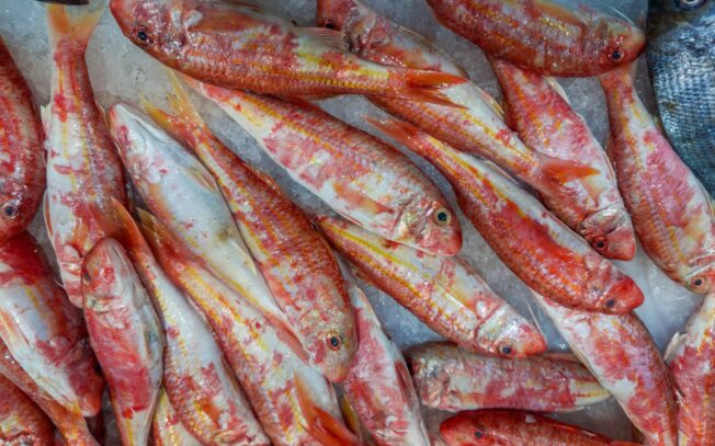 Quali sono i pesci di acqua salata?