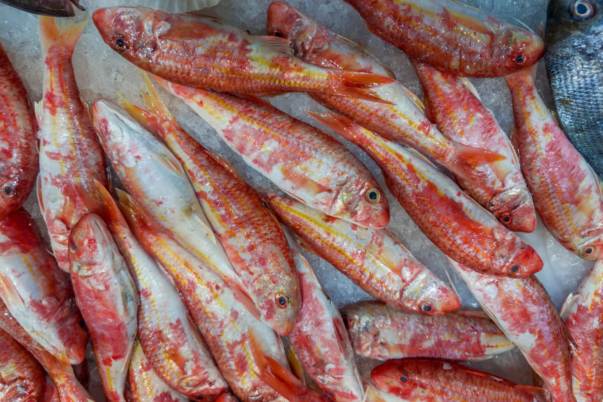 Quali sono i pesci di acqua salata
