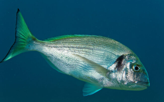 Quali sono i pesci senza istamina?