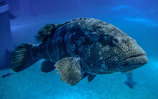 Come pulire la cernia