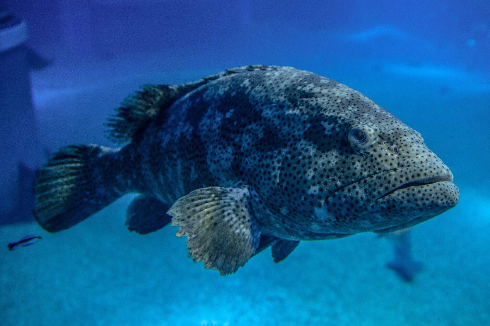 Come pulire la cernia