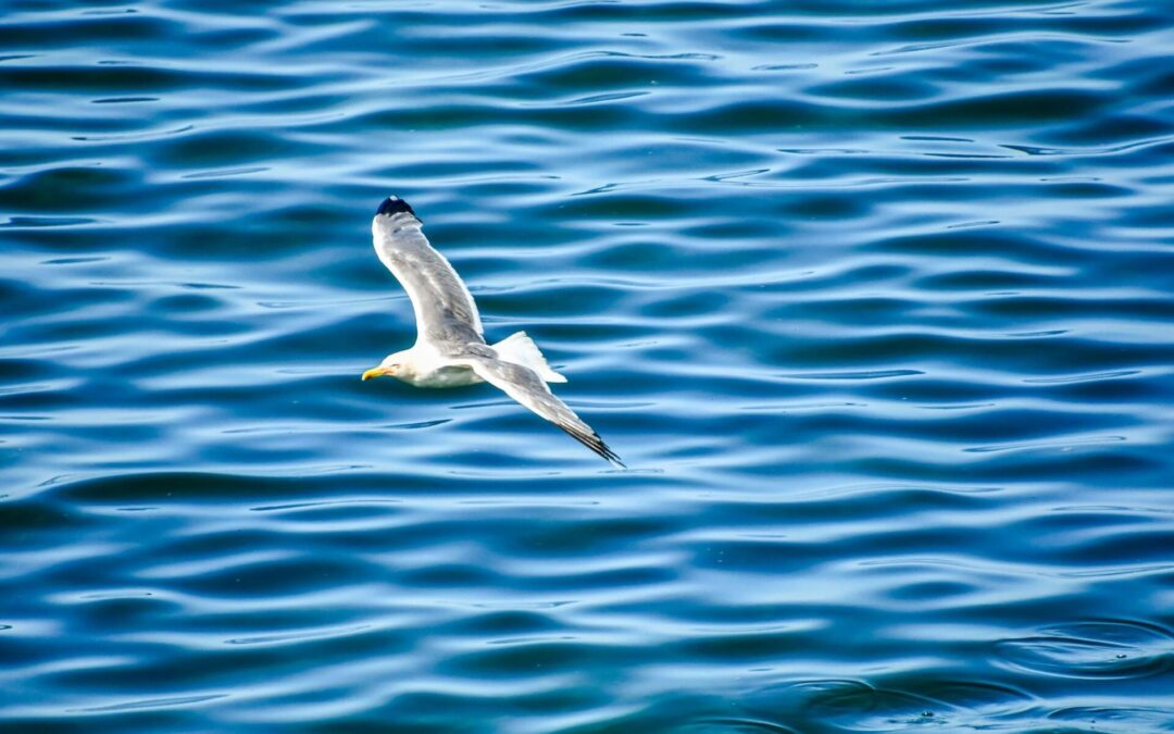 Quali sono gli uccelli marini?