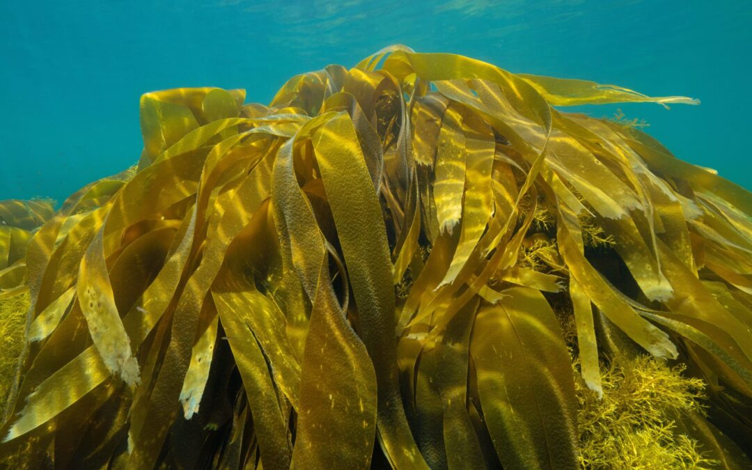 Cosa si estrae dalle alghe marine?