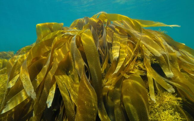 Cosa si estrae dalle alghe marine?