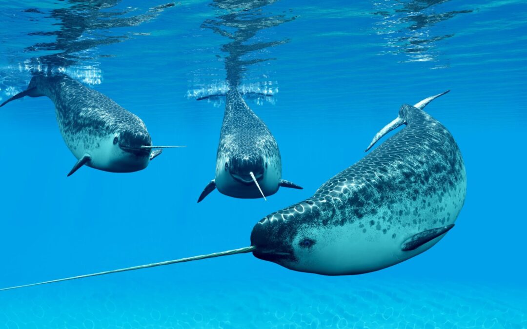 Quale animale artico è l’unicorno del mare?