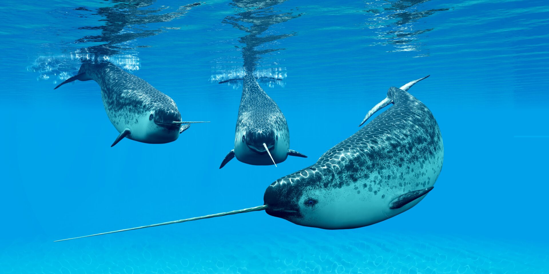Quale animale artico è l’unicorno del mare
