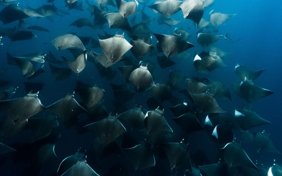 Cosa sono i diavoli di mare?
