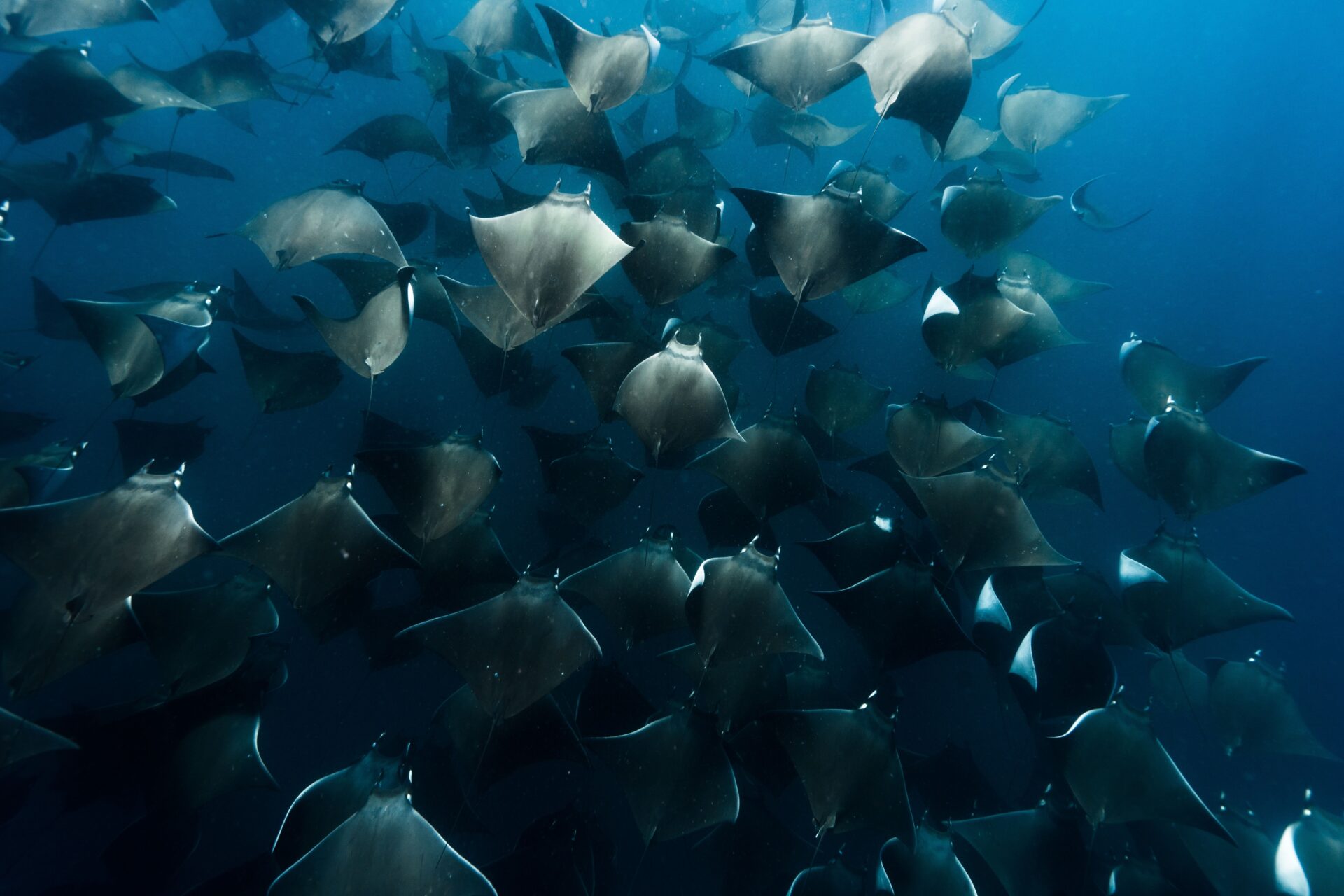 Cosa sono i diavoli di mare
