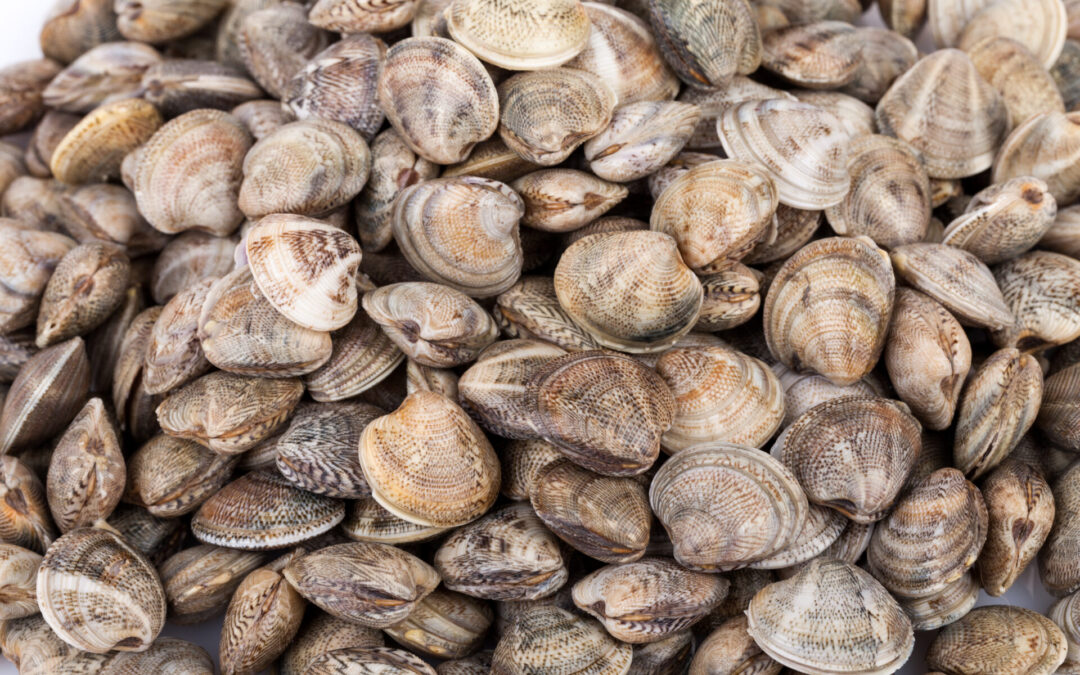 Cosa sono i lupini di mare?