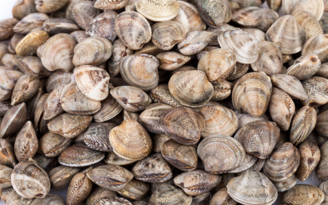 Cosa sono i lupini di mare?
