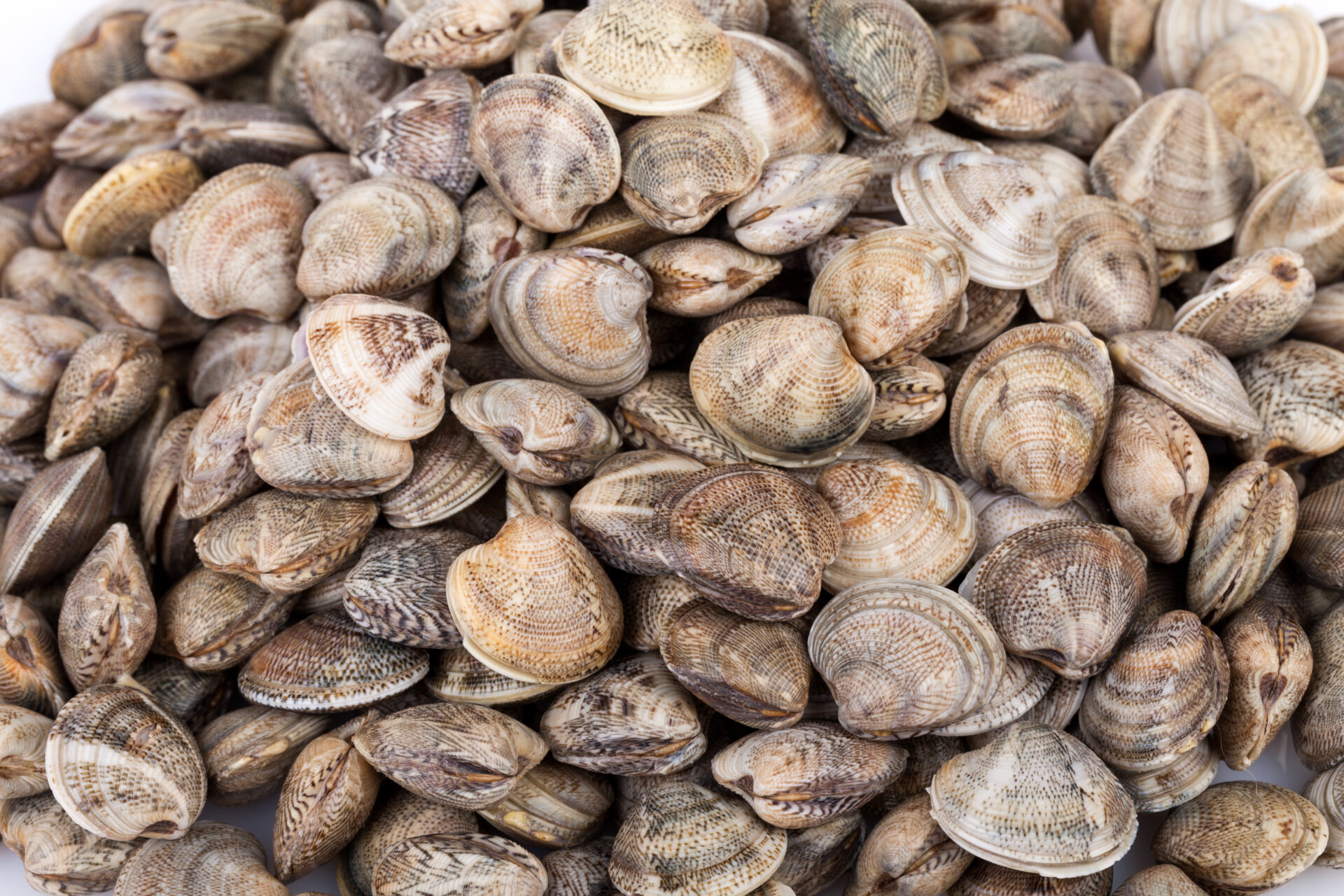 Cosa sono i lupini di mare